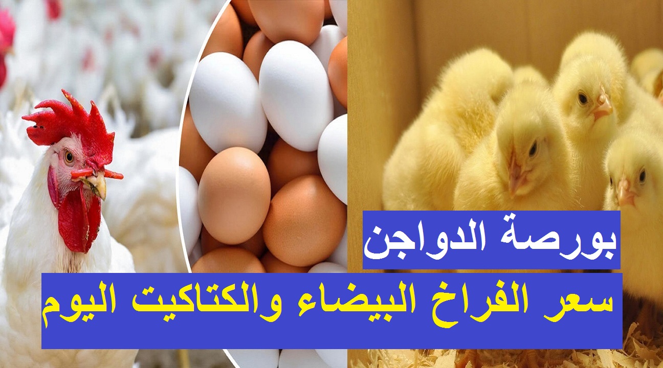 ارتفاع سعر كيلو الفراخ البيضاء اليوم في مصر الجمعة 7 فبراير 2025 في البورصة والأسواق المحلية