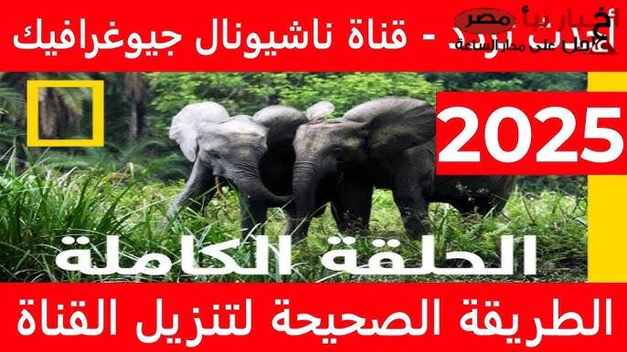 تردد قناة ناشيونال جيوغرافيك الجديد 2025 عبر النايل سات والعرب سات.. استمتع بحياة البرية