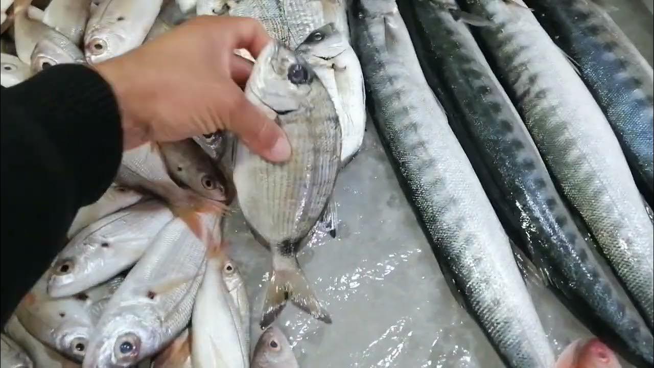 قائمة اسعار السمك اليوم بالكيلو في سوق العبور للتاجر والمُستهلك