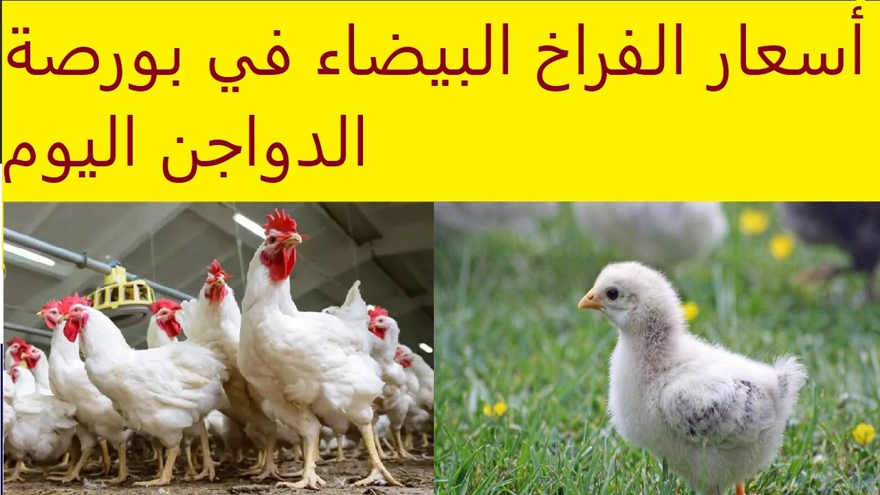 ما بعد الانخفاض .. أسعار بورصة الدواجن اليوم أسعار الفراخ البيضاء الجمعة 7 فبراير 2025 في الأسواق المحلية