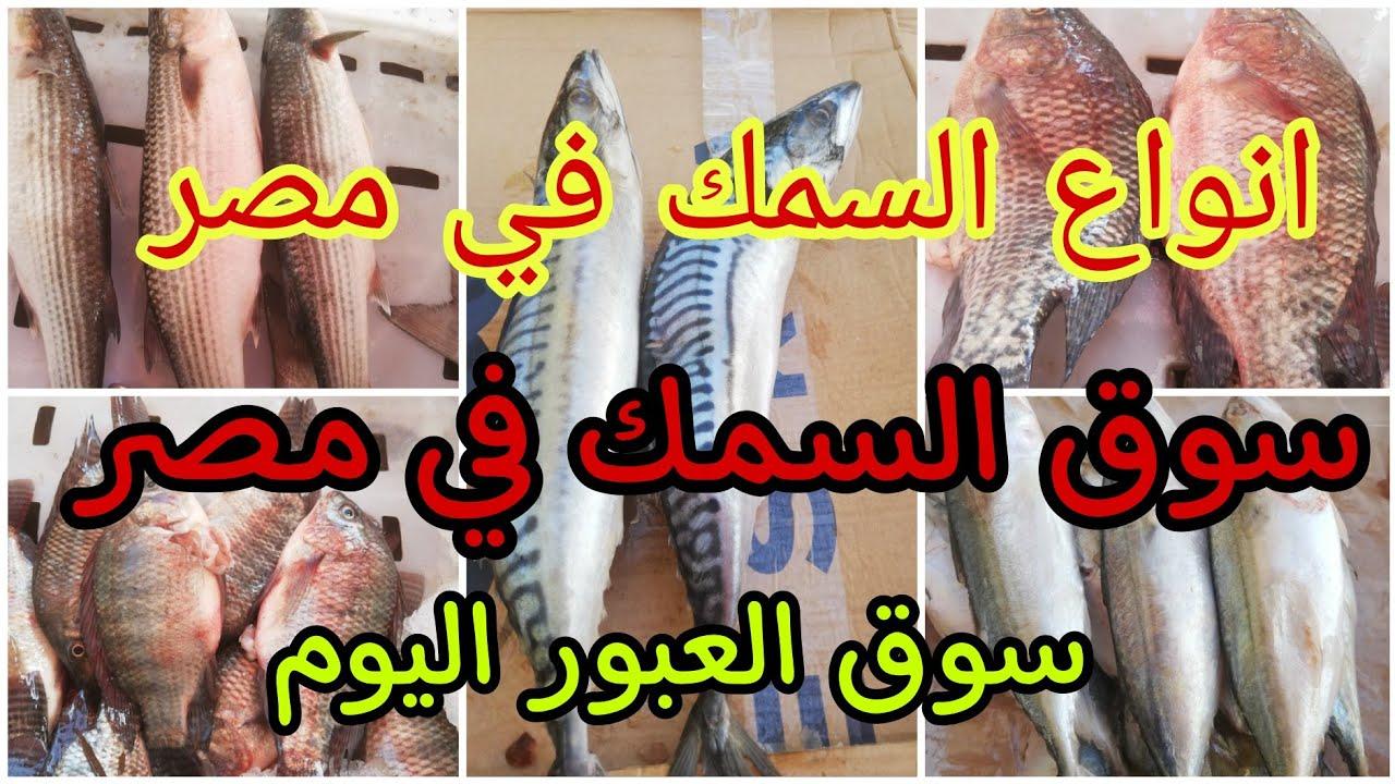أسعار السمك اليوم للمستهلك الخميس 20 فبراير 2025 في سوق العبور والأسواق المحلية.. البلطي يصل لـ75 جنيه
