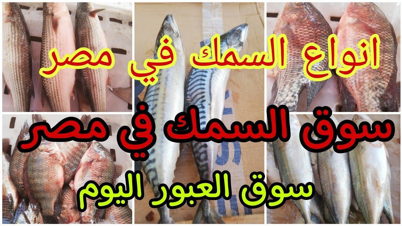 أسعار السمك اليوم للمستهلك الثلاثاء 25 فبراير 2025 في سوق العبور..”البلطي يصل لـ 77 جنيهًا”