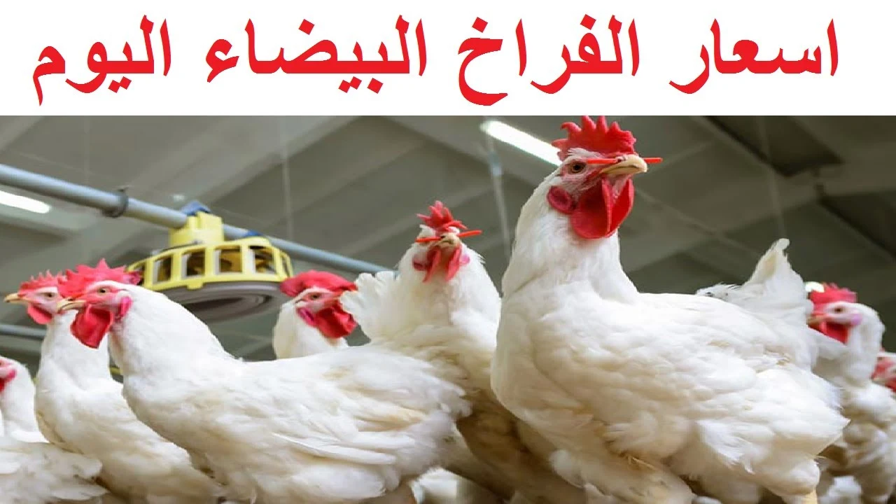 اخر تحديث .. بورصة الدواجن اليوم تُعلن تراجع أسعار الفراخ البيضاء للكيلو