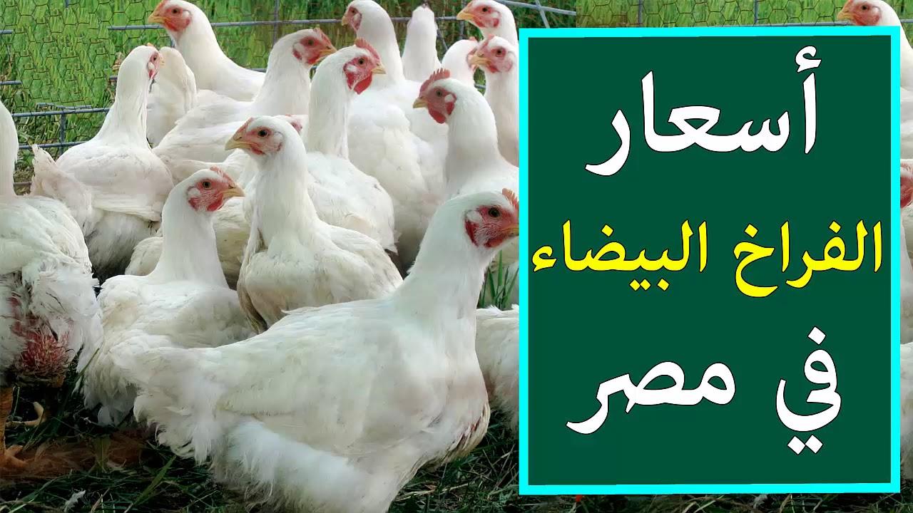 “ساسو وبلدي” بورصة الدواجن اليوم أسعار الفراخ البيضاء الأثنين 24 فبراير 2025.. تعرف علي أسعار البط والكتاكيت