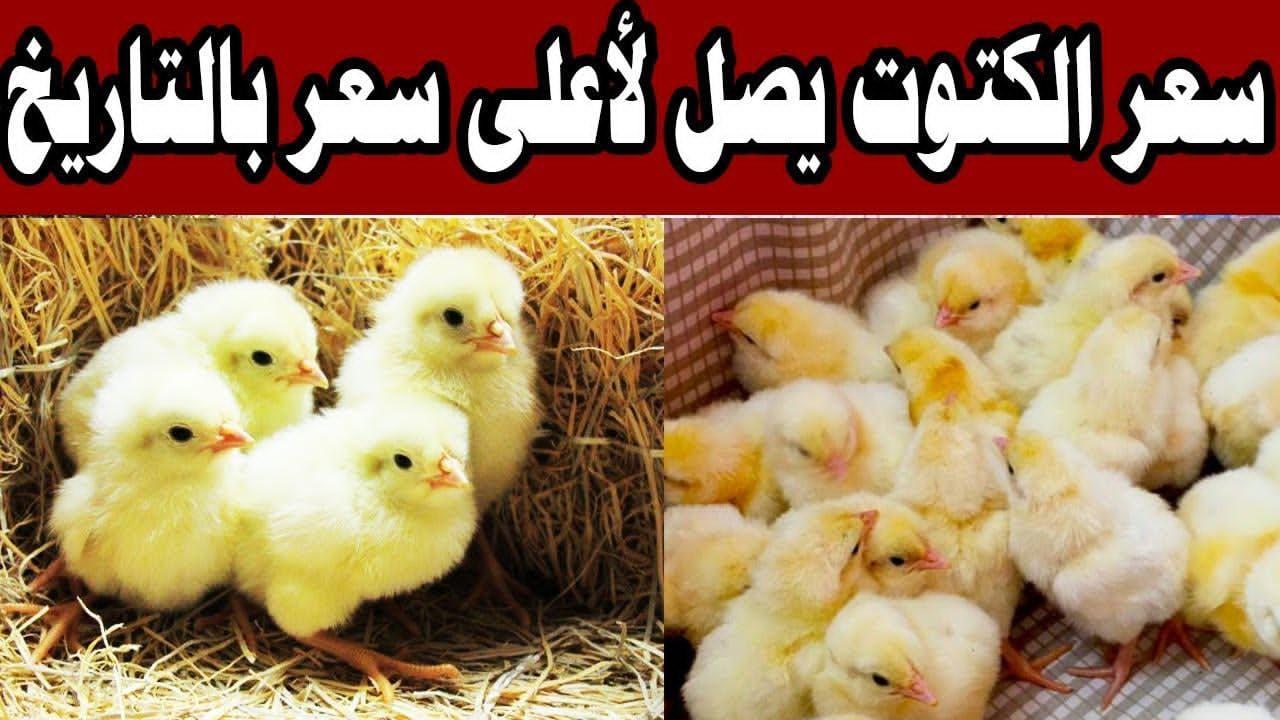 سعر الكتكوت الأبيض اليوم عمر يوم الثلاثاء 25 فبراير 2025 بجميع الشركات في مصر