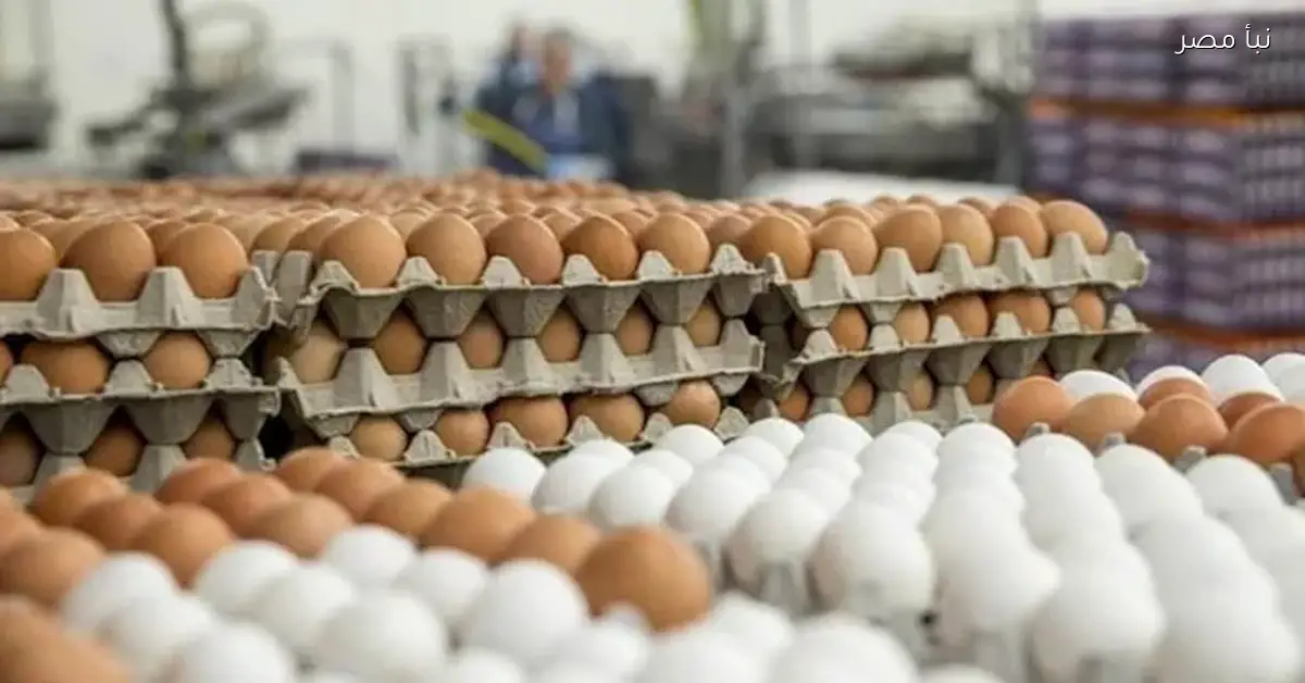 الأسعار تنهار.. أسعار البيض تسجل انخفاضًا ملحوظًا في الأسواق اليوم الأربعاء