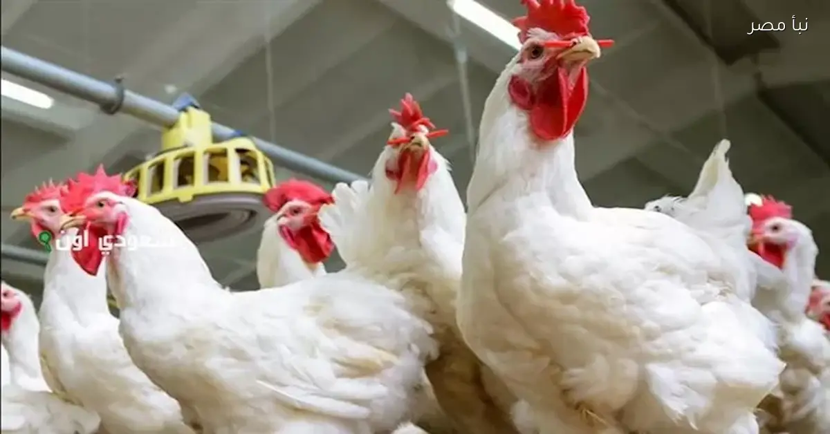 الأسعار تنهار.. أسعار الدواجن تسجل انخفاضًا ملحوظًا في الأسواق اليوم الخميس
