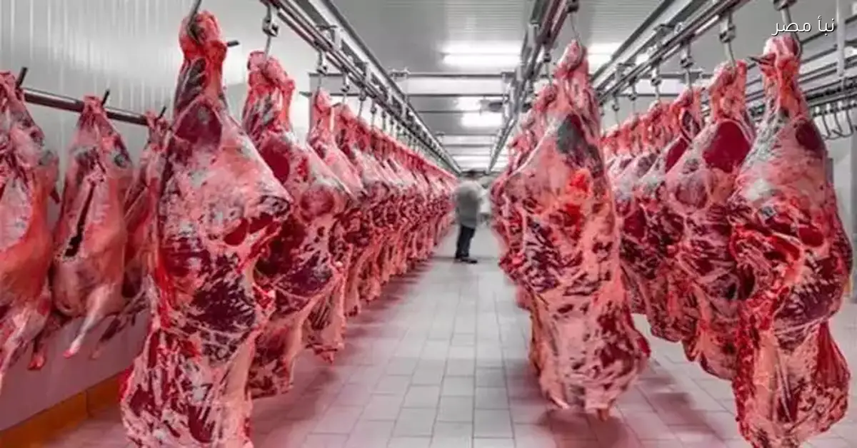 شعبة القصابين تعلن موعد ارتفاع أسعار اللحوم في الأسواق