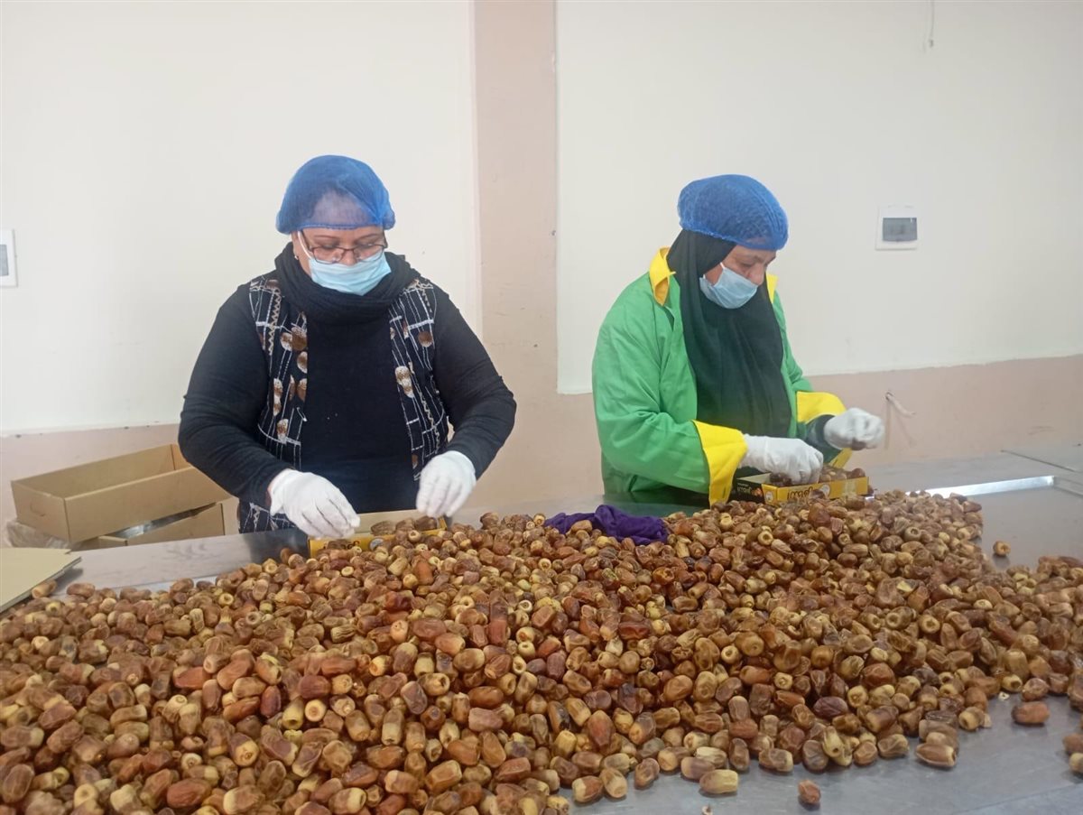 مصنع تمور التكافل