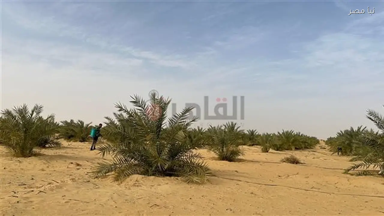 عائد زراعي من وقف النخيل بالوادي الجديد يتحول إلى خدمات إنسانية وصدقات جارية