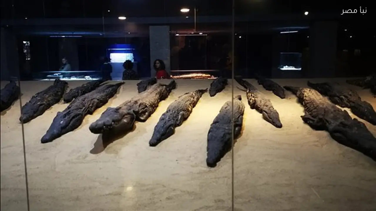 قطاع المتاحف يحتفل بذكرى افتتاح متحف التمساح بكوم أمبو بعد مرور أربعة عشر عامًا