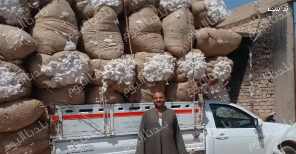 أسيوط تحقق إنتاجية متميزة بزراعة أكثر من خمسة آلاف فدان من القطن