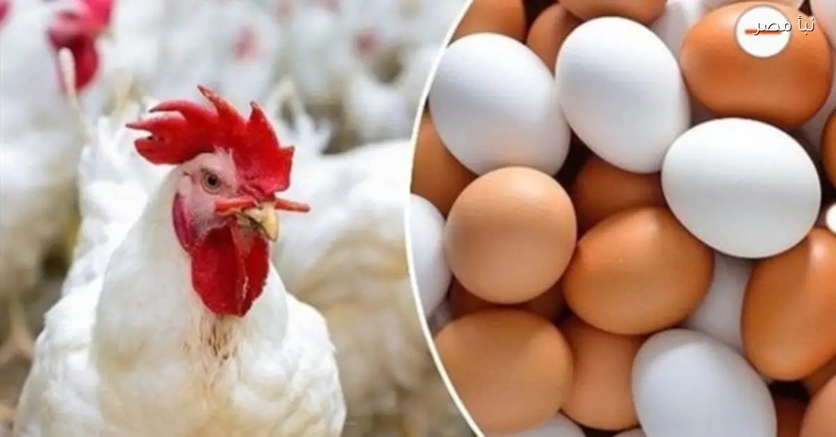 ارتفاع أسعار الدواجن في أعياد الميلاد المجيد وتأثيرها على السوق المحلي