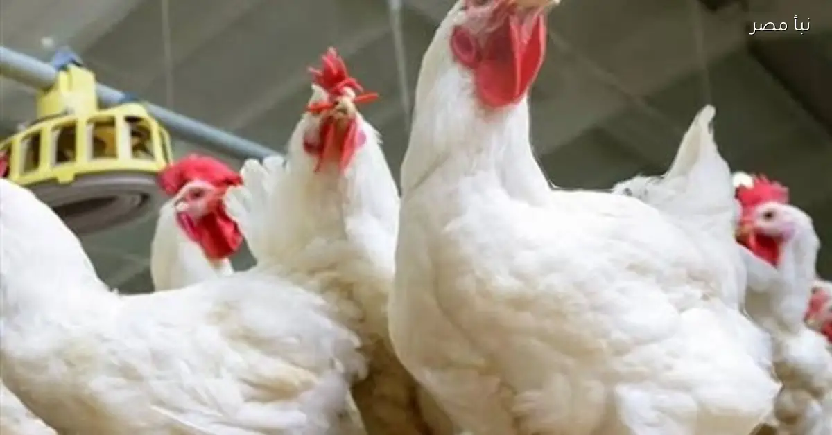 استقرار أسعار الدواجن والبانيه عند 200 جنيه في الأسواق