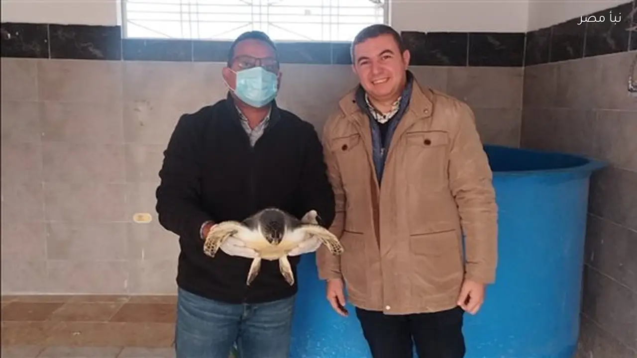 البيئة تعيد ثلاثة سلاحف خضراء مهددة بالانقراض إلى موطنها الطبيعي بعد إنقاذها في الدقهلية والسويس