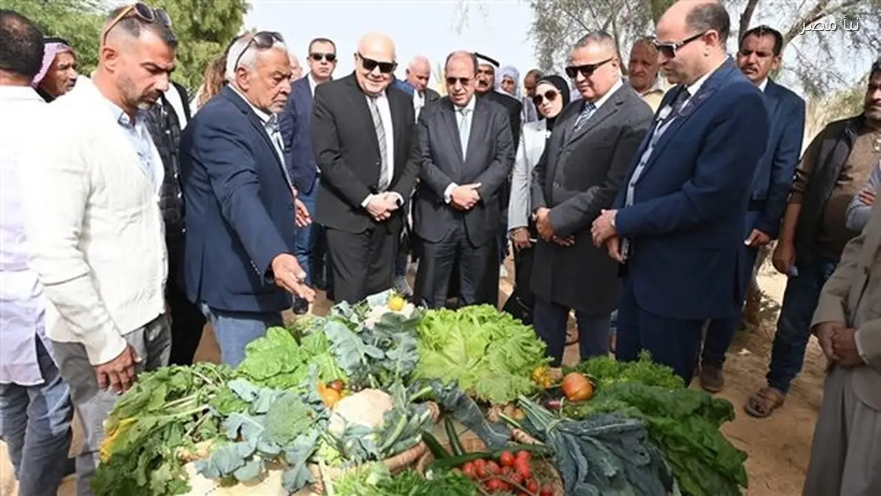 الجامعة البريطانية في مصر تطلق مشروعًا بحثيًا لتحويل المخلفات الزراعية إلى علف حيواني في جنوب سيناء