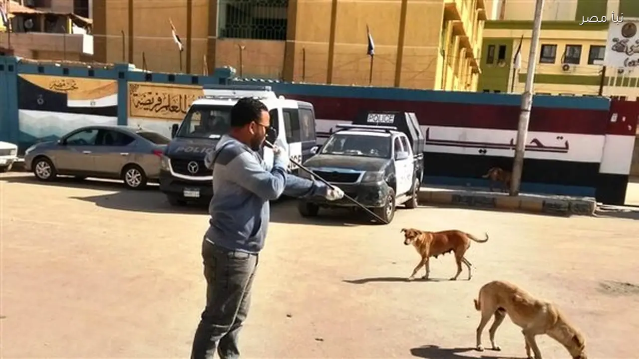 حملات تطعيم للكلاب الضالة في أسوان لحماية المواطنين وضمان سلامتهم