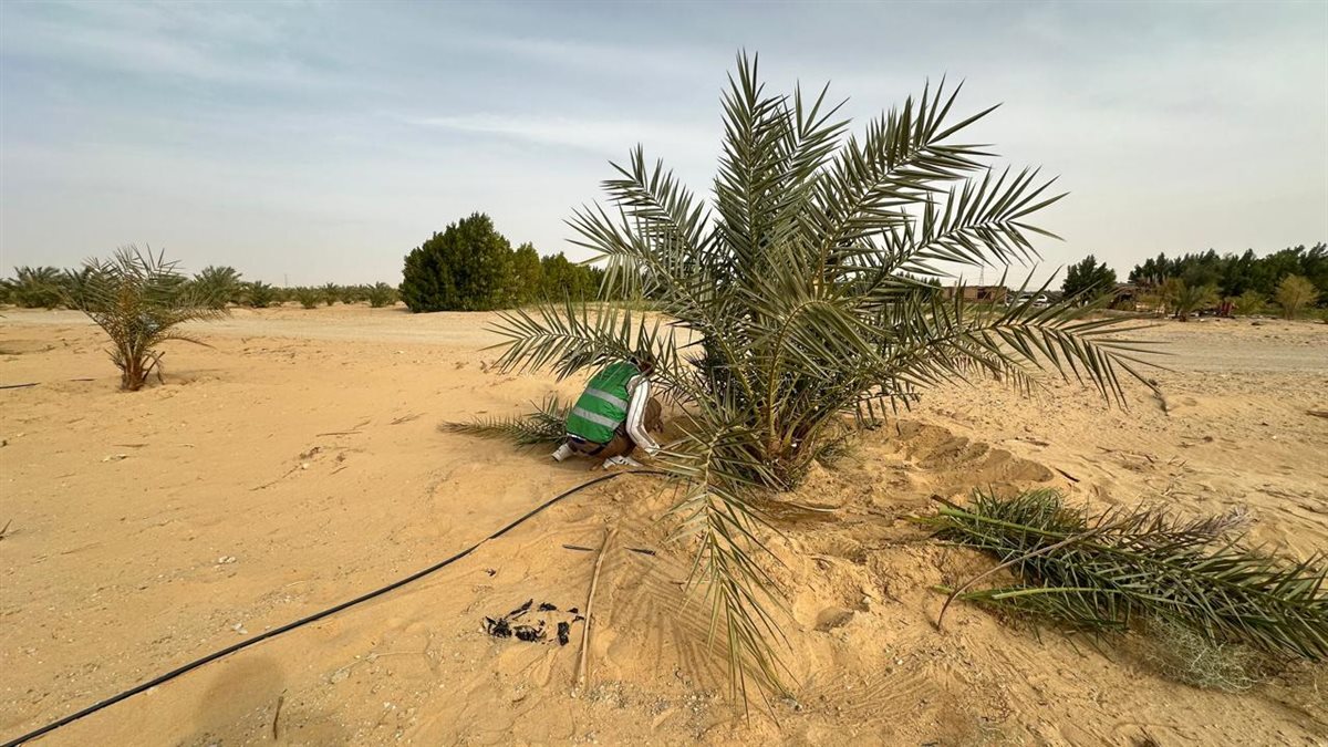 مشروع وقف النخيل في الوادي الجديد