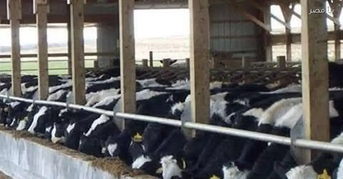 مديرية الطب البيطري بكفر الشيخ تطلق الحملة القومية لمكافحة الحمى القلاعية