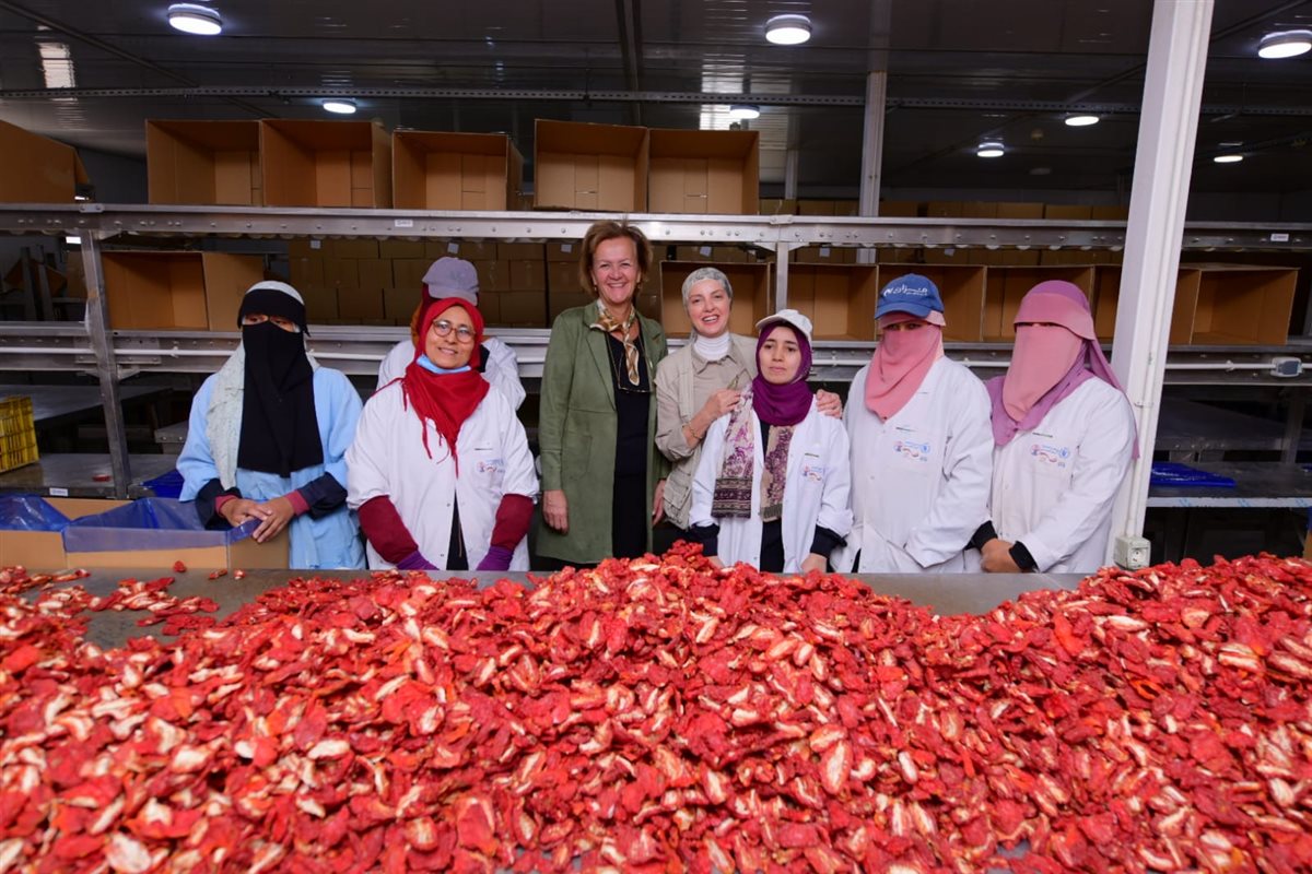 سفيرة الاتحاد الأوروبي ومديرة الغذاء العالمى بتجفيف الطماطم 