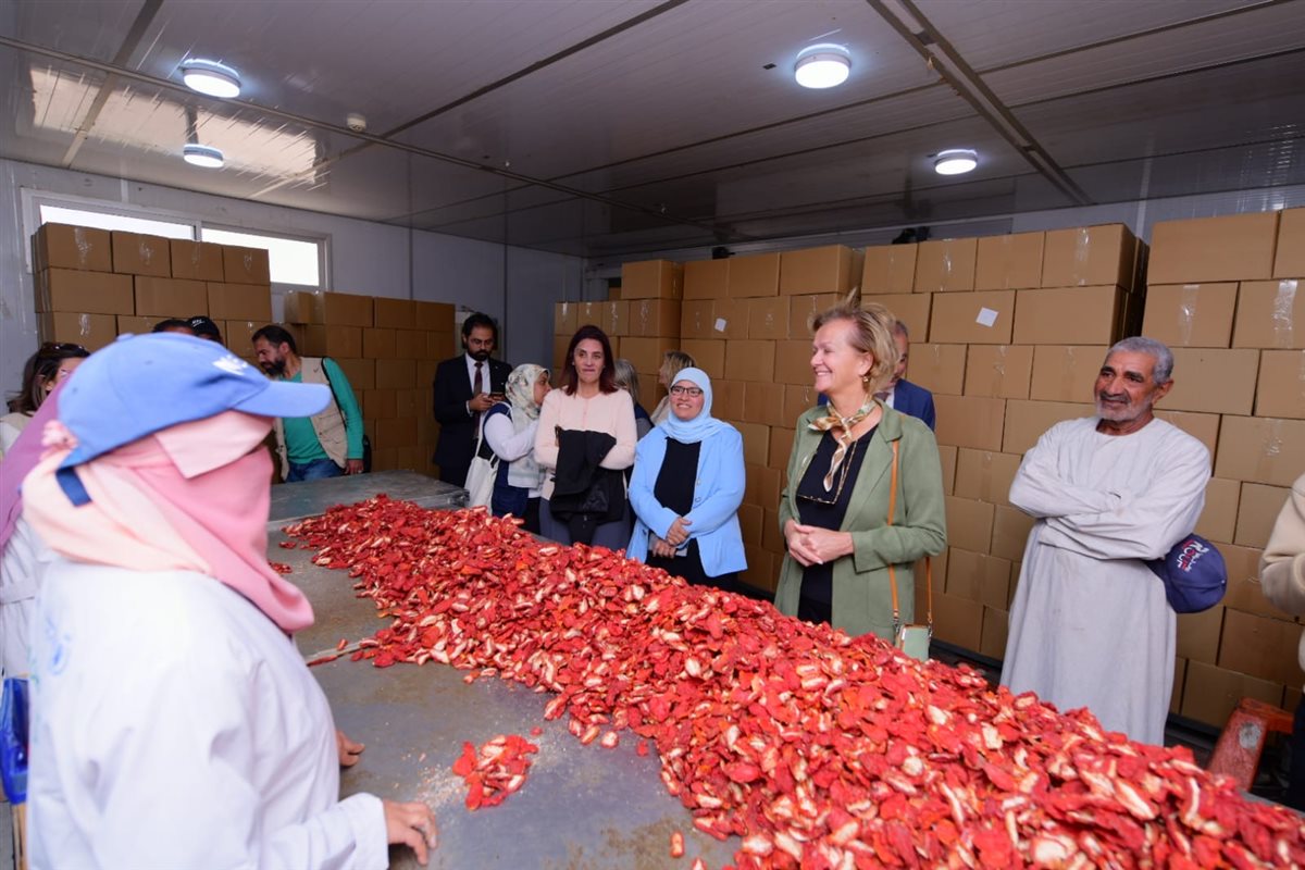 سفيرة الاتحاد الأوروبي ومديرة الغذاء العالمى بتجفيف الطماطم 