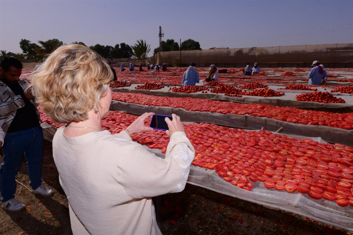سفيرة الاتحاد الأوروبي ومديرة الغذاء العالمى بتجفيف الطماطم 
