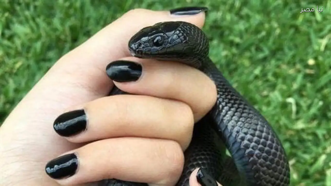 تفسير عضة الثعبان في المنام للمتزوجة ودلالات مهمة تتعلق باليدين