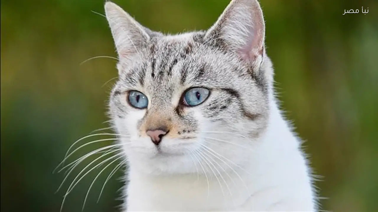 أسماء لطيفة وجميلة لقطط إناث بالإنجليزية والفرنسية والإسبانية