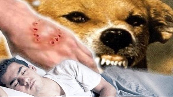 تفسير رؤية الكلب المسعور في المنام للعزباء