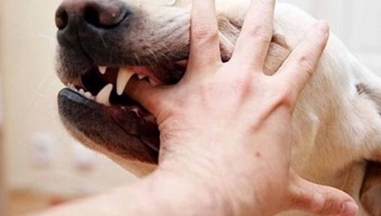 تفسير رؤية الكلب المسعور في المنام للمتزوجة