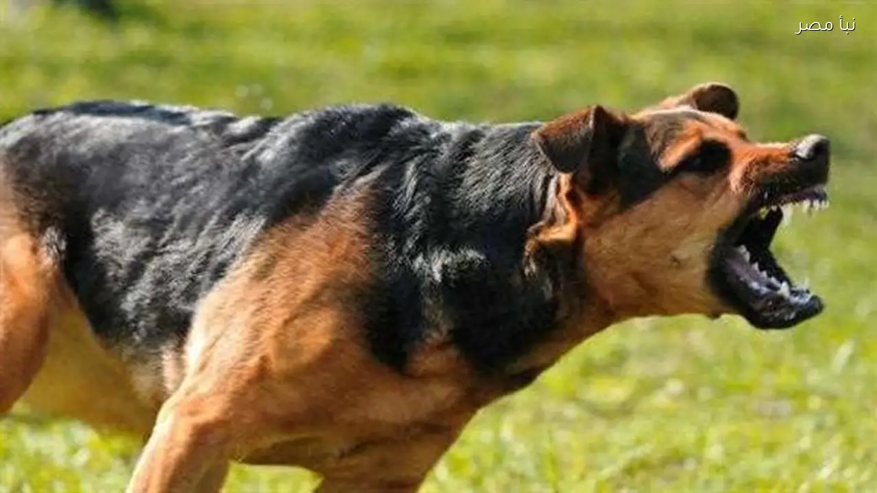 تفسير رؤية الكلب المسعور في المنام يشير إلى وجود أصدقاء غير مخلصين في الحياة اليومية