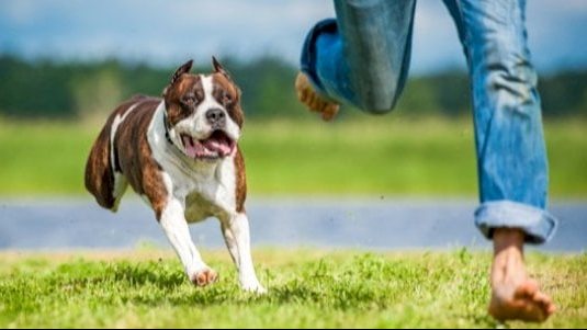 تفسير رؤية الخوف من الكلاب في المنام للحامل