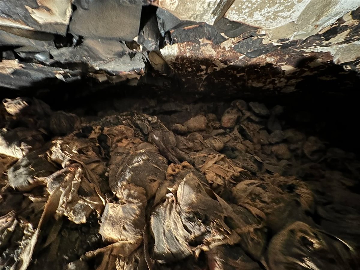 المومياوات المكتشفة