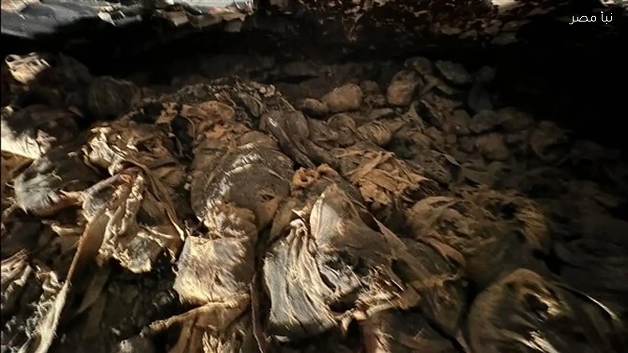 نجاح موسم التنقيب في المقبرة TT11 بالأقصر مع اكتشاف مومياوات طيور وتماسيح وثعابين