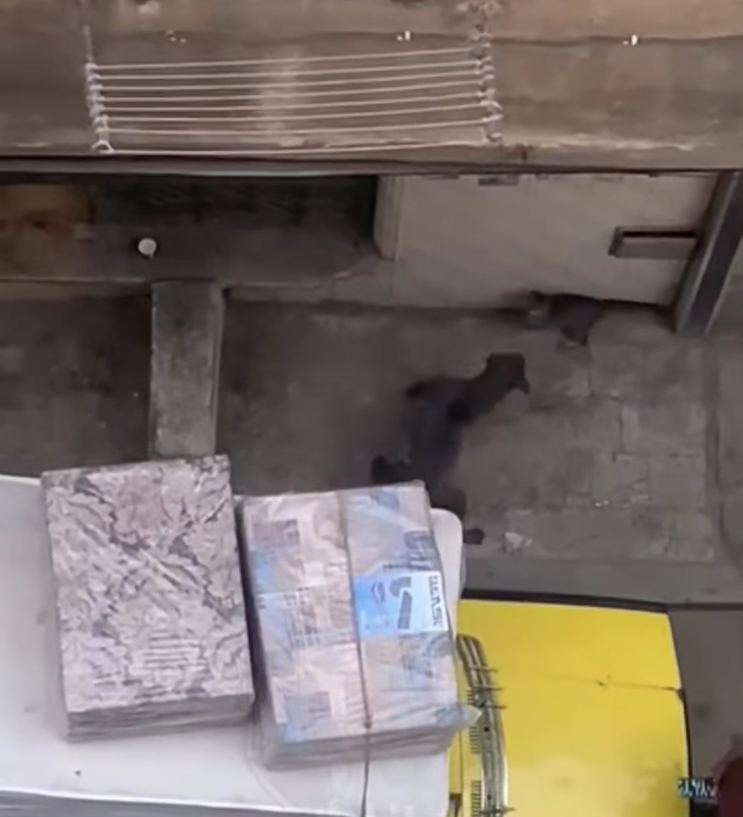 اعتداء كلبين على قطة