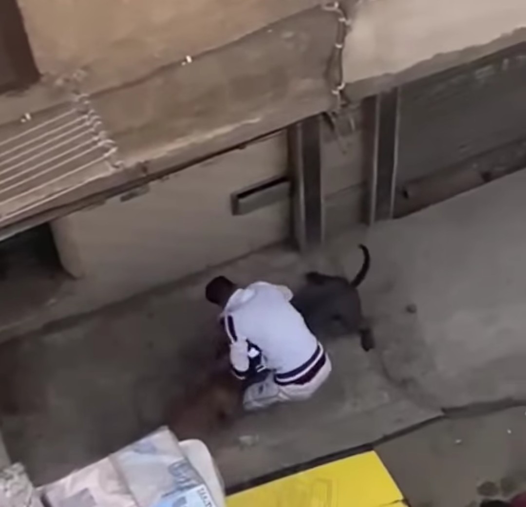 كلاب تعتدي على قطة