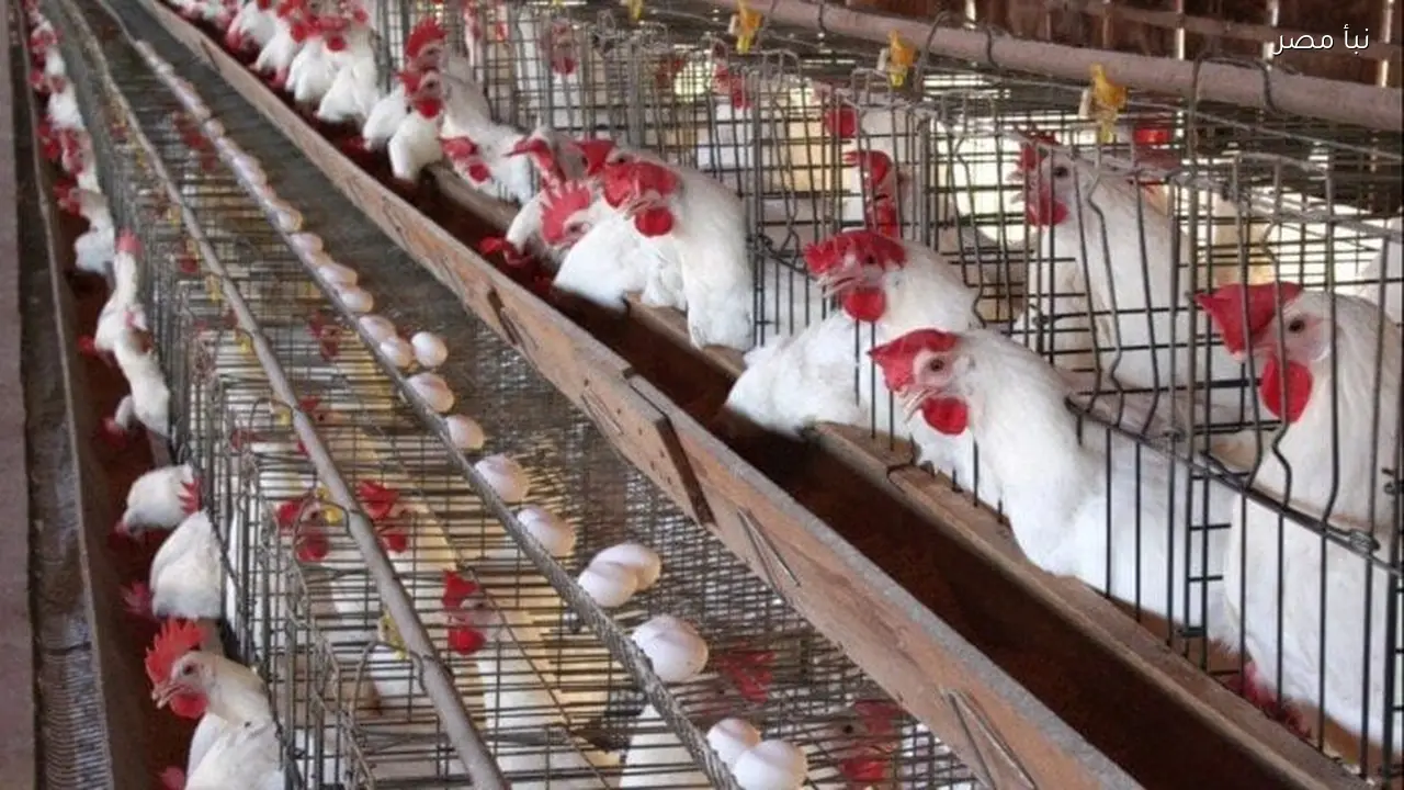 سعر الدواجن في الأسواق المصرية اليوم الخميس 19 فبراير 2026 في أول أيام رمضان