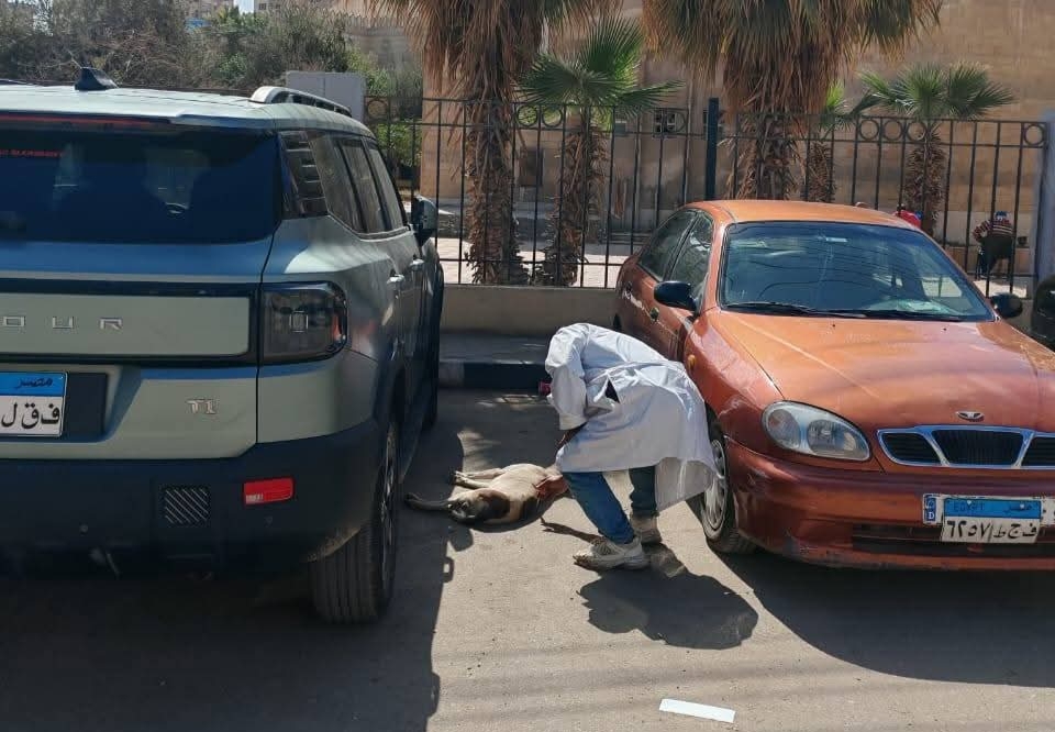 جانب من فاعليات الحملة القومية لتحصين الكلاب الضالة بمحافظة الفيوم
