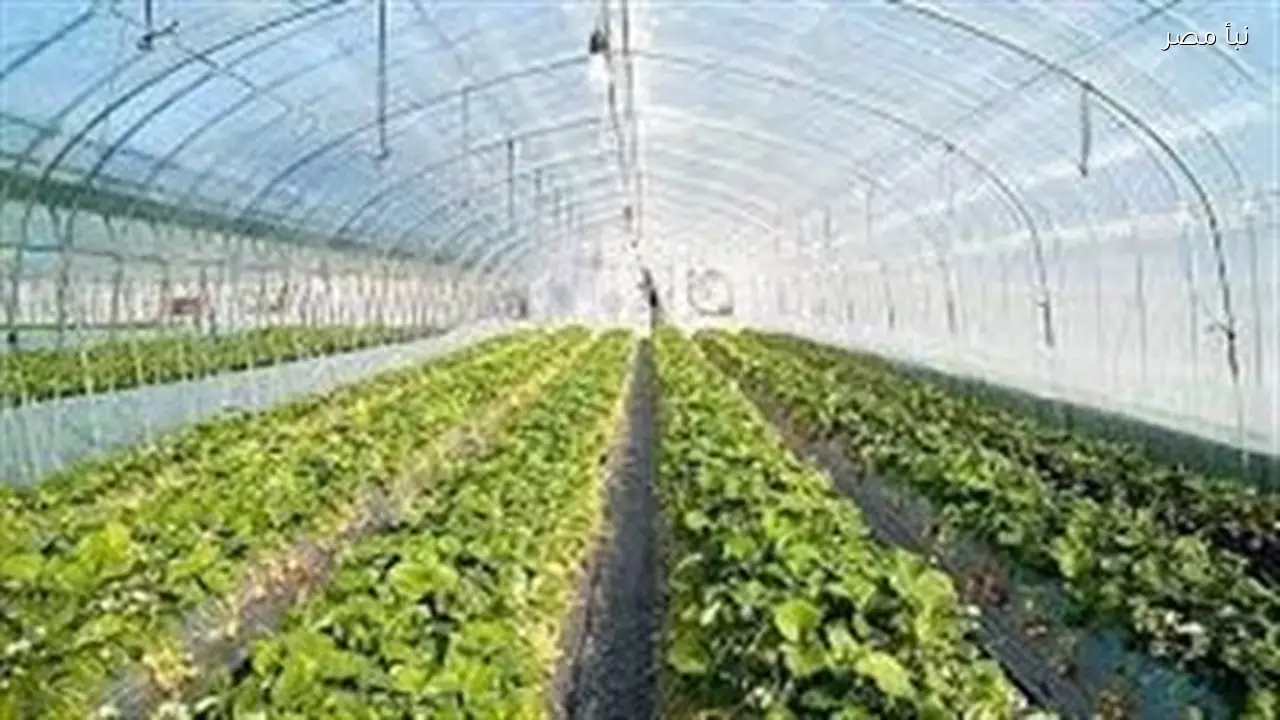 مشروعات كبيرة تعيد تشكيل محافظة الغربية وتخدم ملايين السكان