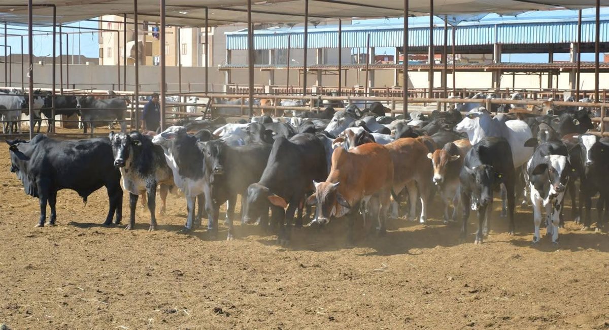 مشروع تربية الماشية