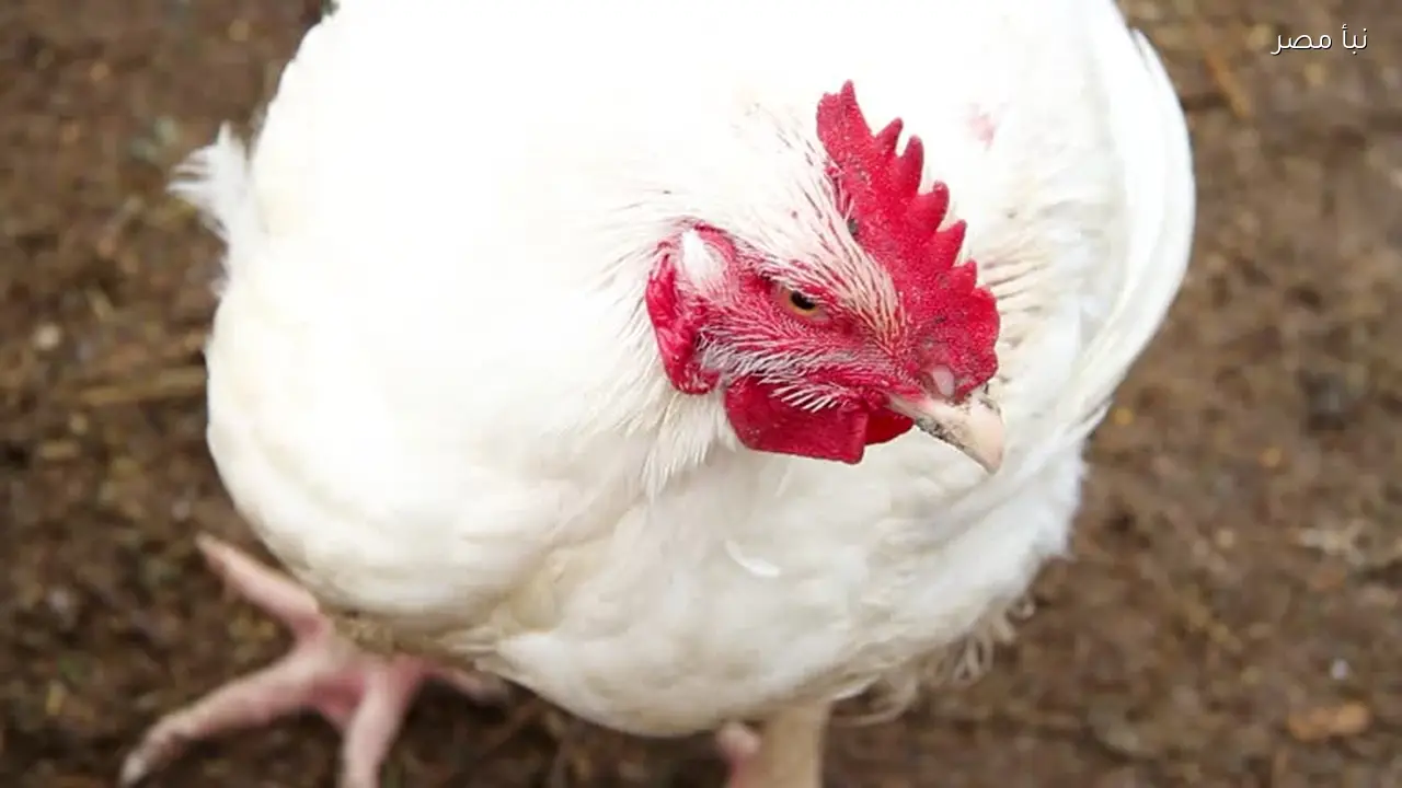 أسعار البانيه اليوم في بورصة الدواجن 27 فبراير 2026