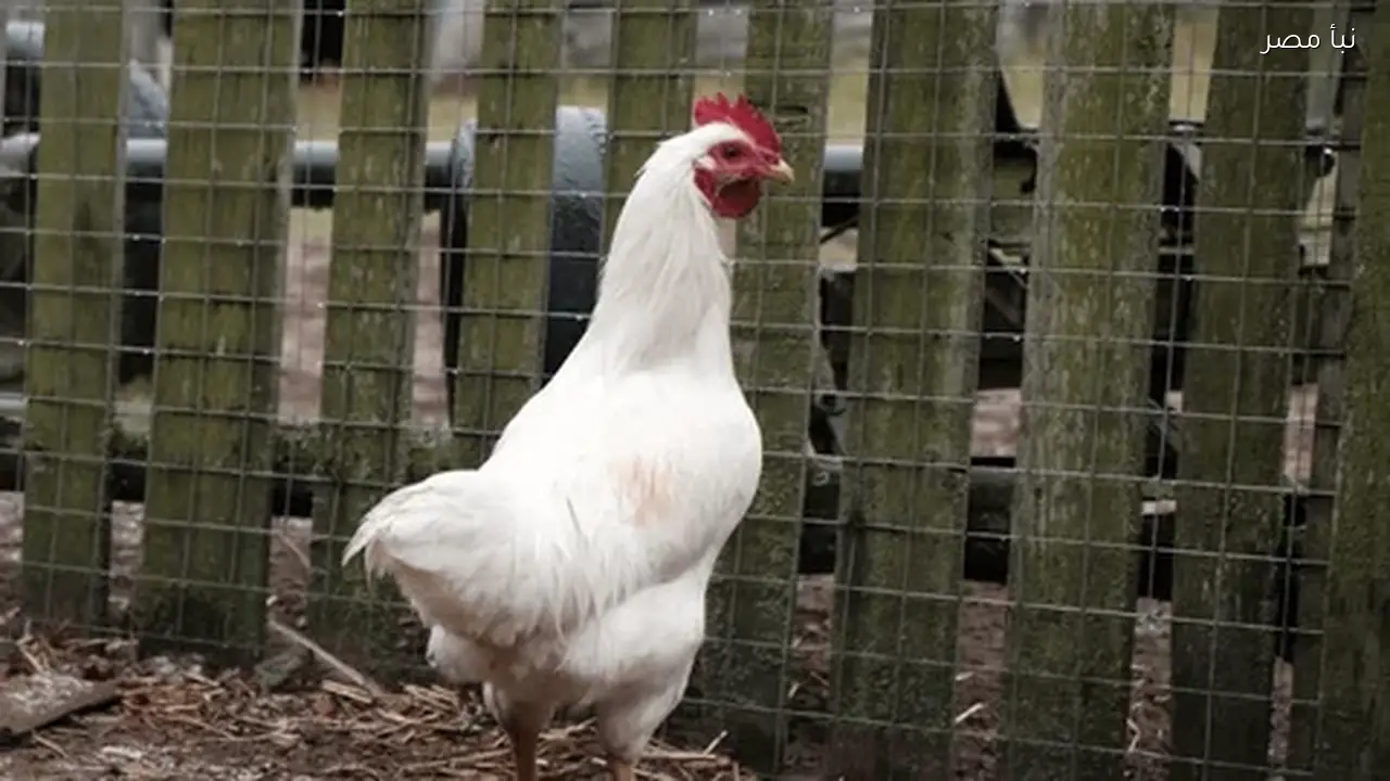 أسعار البانيه في بورصة الدواجن ترتفع اليوم 25 فبراير 2026