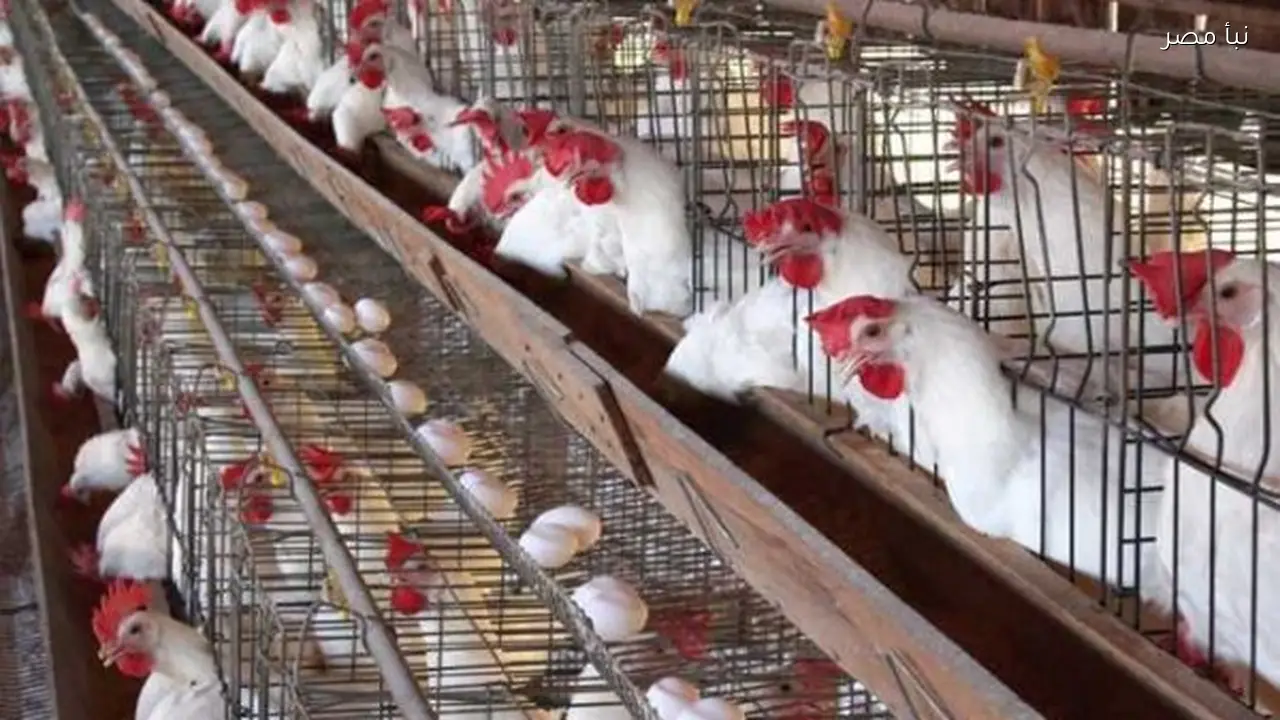 أسعار الدواجن البيضاء اليوم الخميس الثامن من رمضان وما يجب معرفته عن السوق