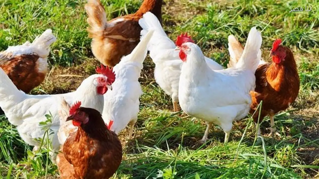 أسعار الدواجن البيضاء والبلدي في المنيا تسجل استقرارا ملحوظا اليوم