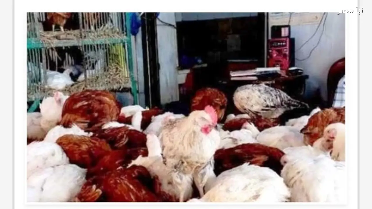 أسعار الدواجن في أسوان اليوم السبت الثامن والعشرين من فبراير لعام ألفين وستة وعشرين