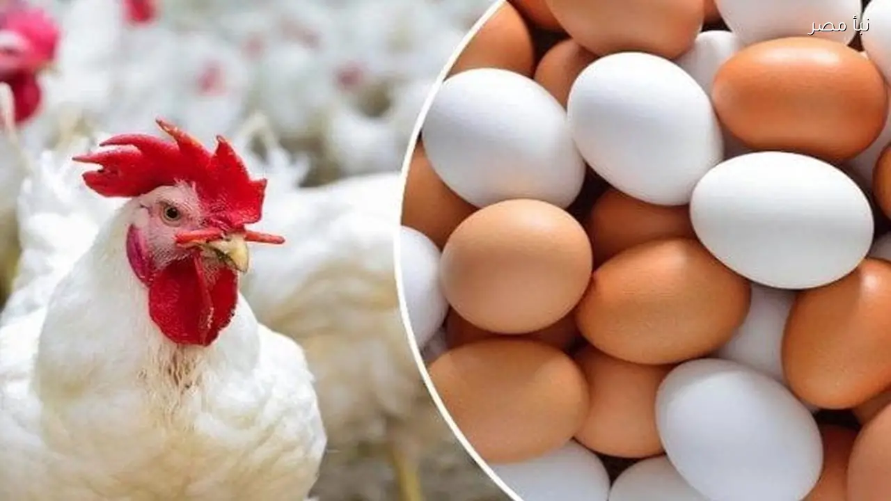 أسعار الدواجن والبيض اليوم الأحد 22 فبراير 2026 كيلو الفراخ البيضاء بسعر مناسب