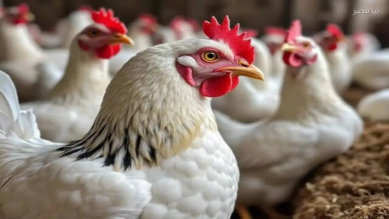 أسعار الدواجن والبيض في الأسواق المصرية اليوم السبت 28 فبراير 2026
