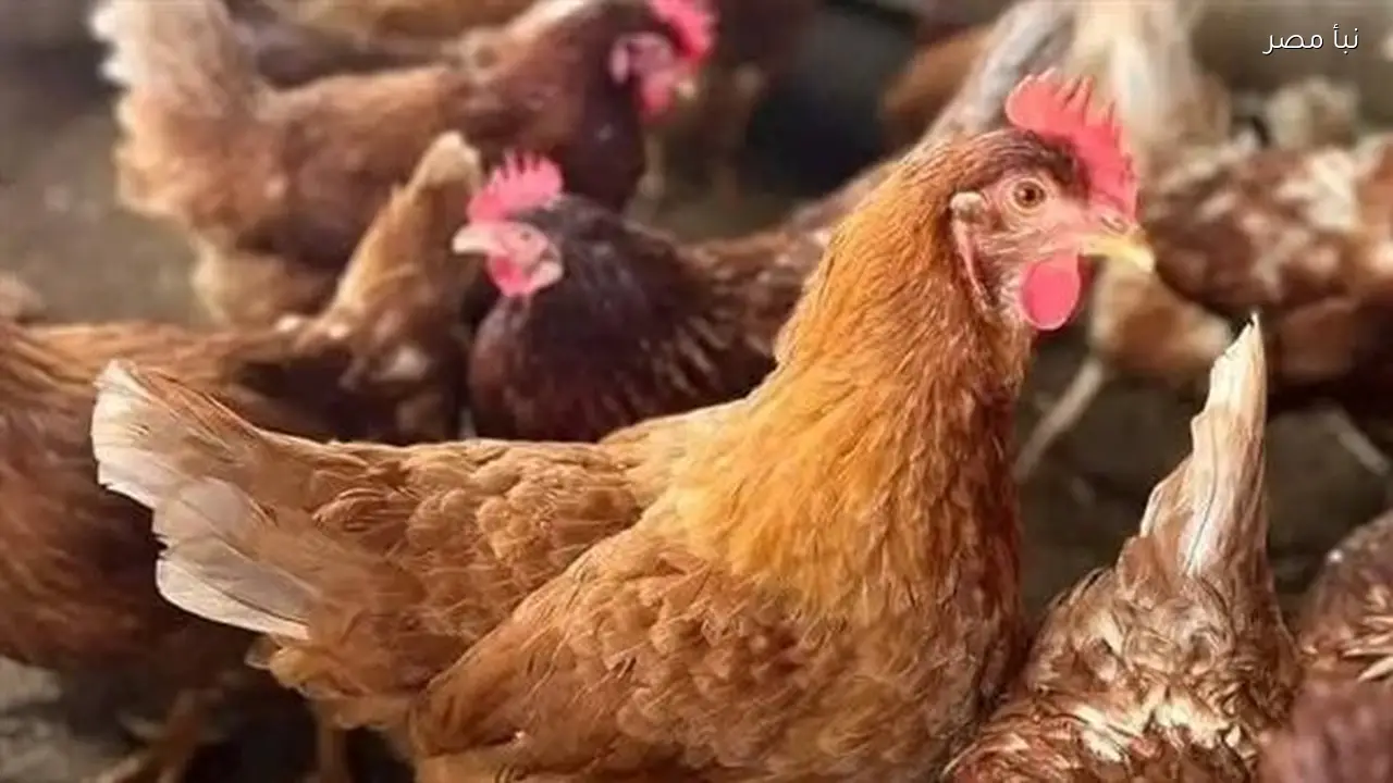 أسعار الدواجن والخضروات في محافظة الأقصر اليوم الأحد تتصدر اهتمام المواطنين