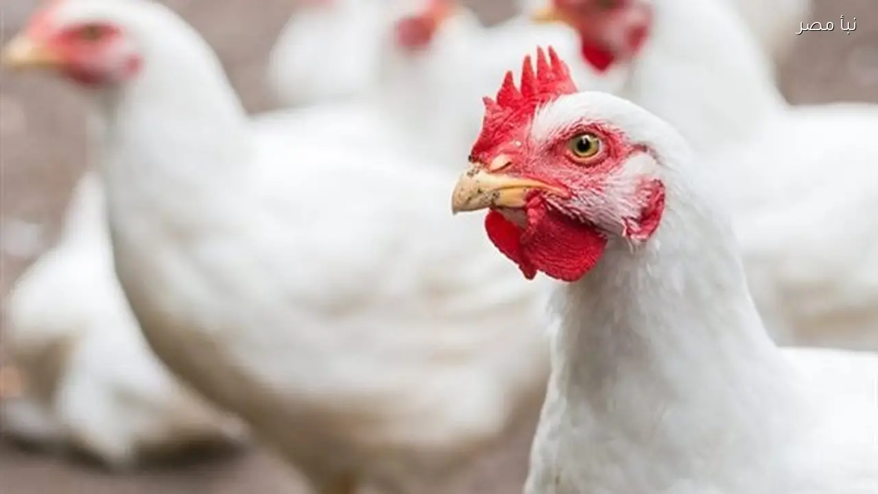 أسعار الدواجن واللحوم والأسماك في أسواق البحيرة اليوم تتأرجح بين الارتفاع والانخفاض