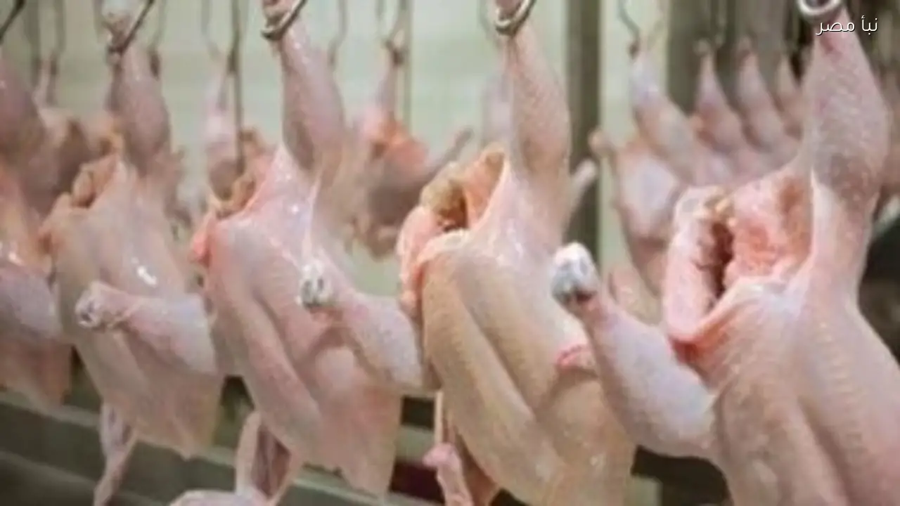 أسعار الفراخ اليوم 5 رمضان تشمل البانيه بسعر 225 جنيها